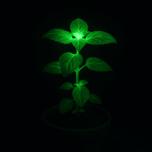 Plantas que brillan: la ciencia detrás de los cultivos luminosos